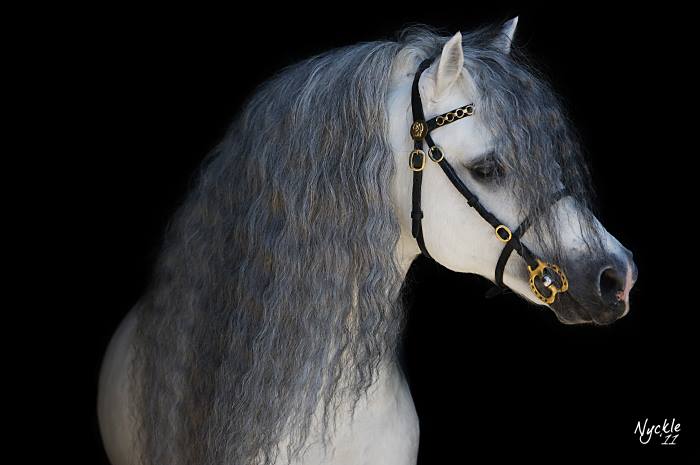 10981996_669447653178170_5055761639397846643_n