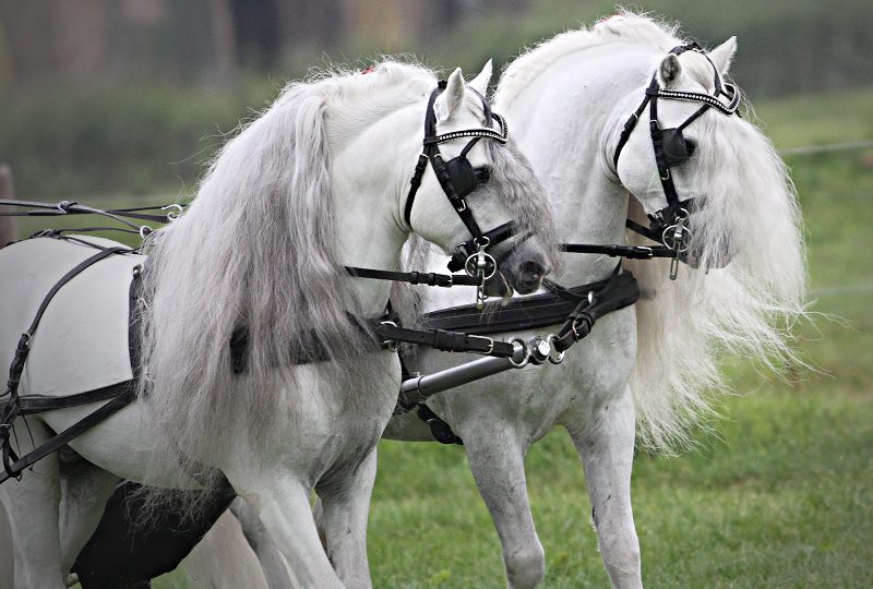 1176325_611536732232028_881113146_n