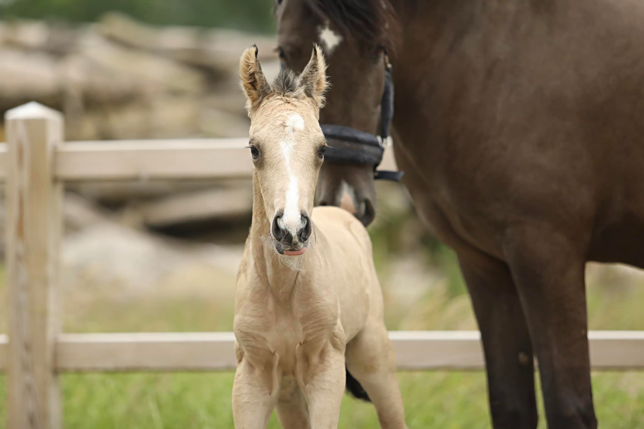 445782236_7914855485233413_2063664828246300370_n